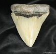 Megalodon Tooth - Sharp Tip #865-1